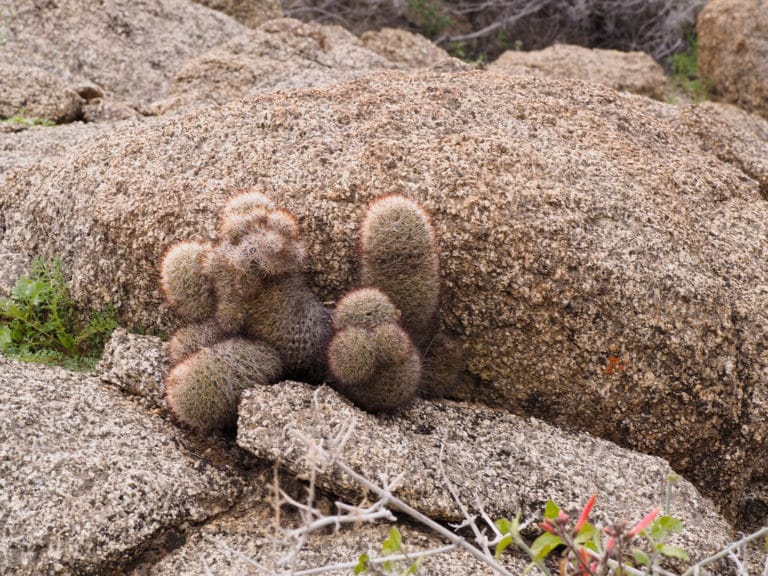Mammillaria (Mammillaria)
