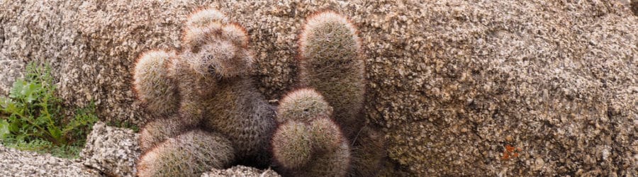 Mammillaria