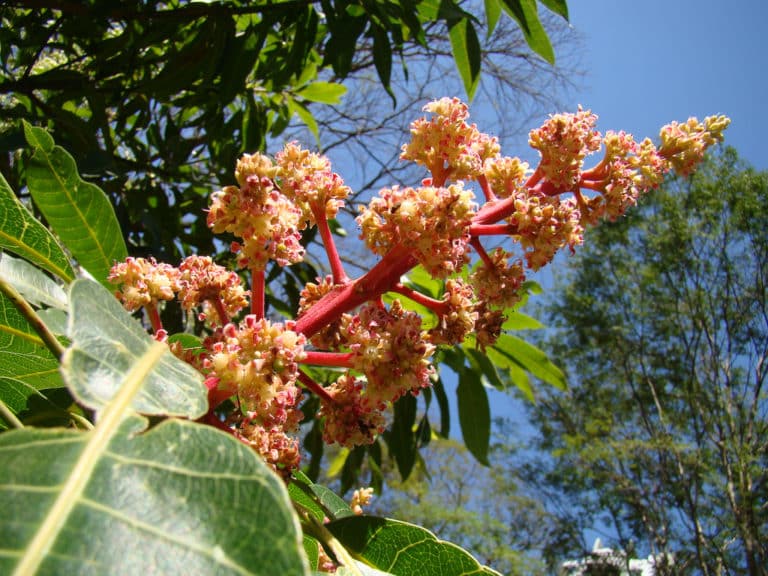 Mangifera (Mangifera)