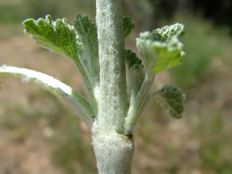 Marrubium (Marrubium)