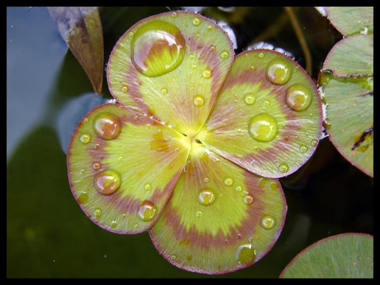 Marsilea (Marsilea)