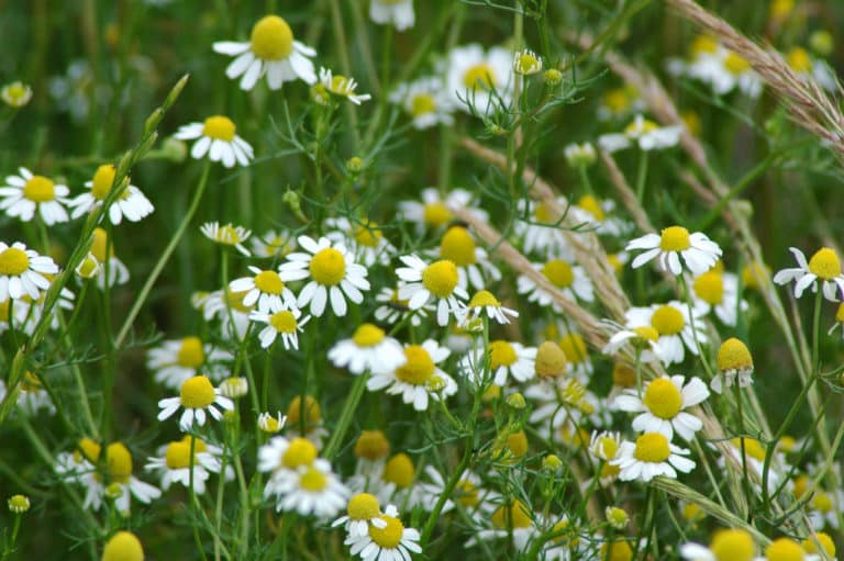 Matricaire (Matricaria)
