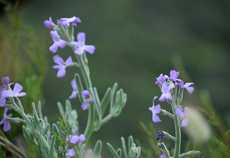 Matthiola (Matthiola)