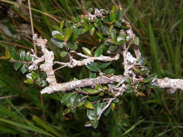Maytenus (Maytenus)
