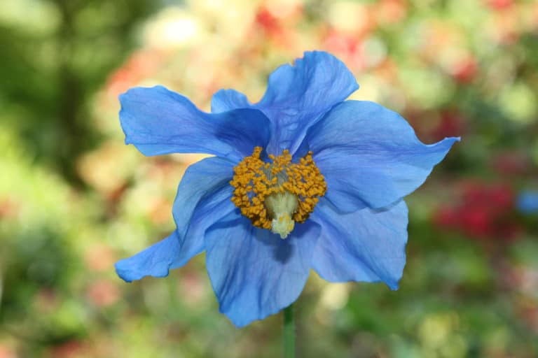 Meconopsis (Meconopsis)