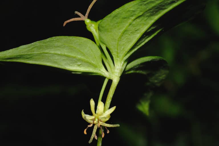 Medeola (Medeola)