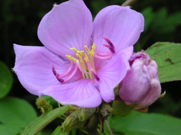 Medinilla (Medinilla)