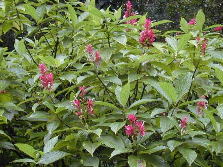 Megaskepasma (Megaskepasma)