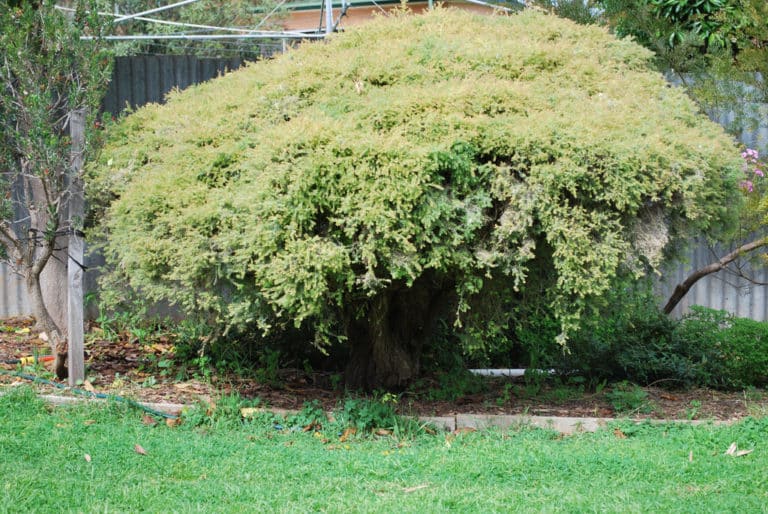Melaleuca (Melaleuca)