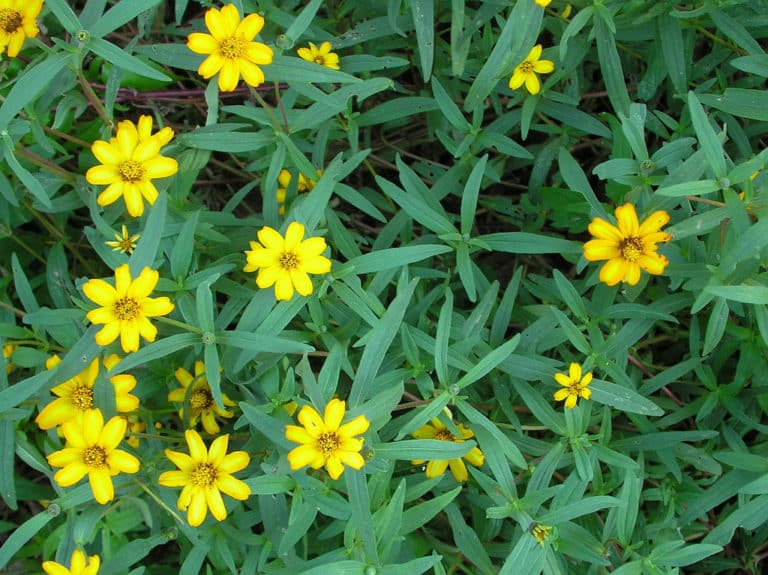 Melampodium (Melampodium)
