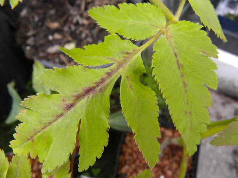 Melanoselinum (Melanoselinum)
