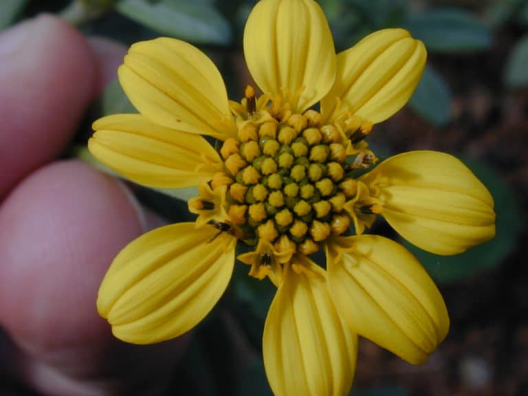 Melanthera (Melanthera)