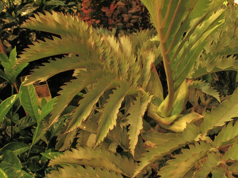 Mélianthe (Melianthus)