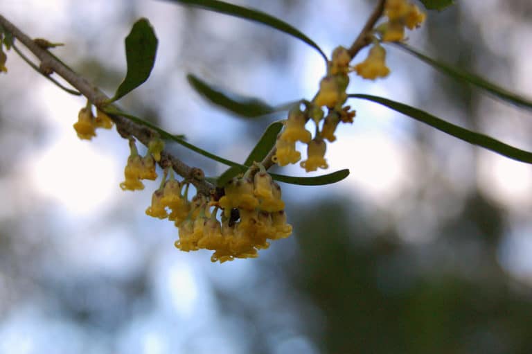 Melicytus (Melicytus)