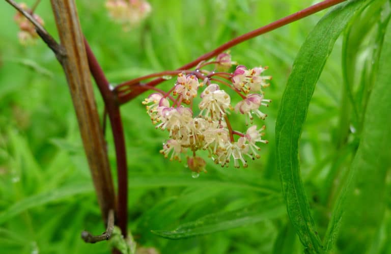 Menispermum (Menispermum)