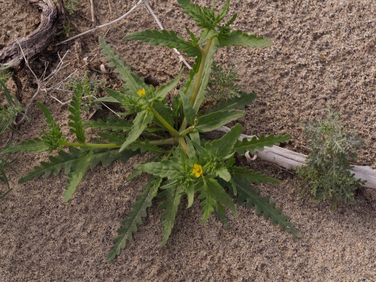 Mentzelia (Mentzelia)