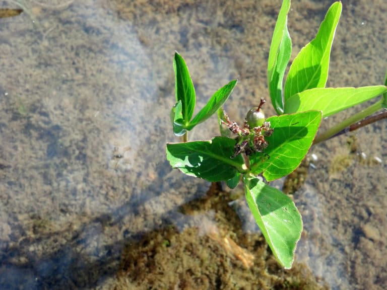Trèfle d'eau (Menyanthes)