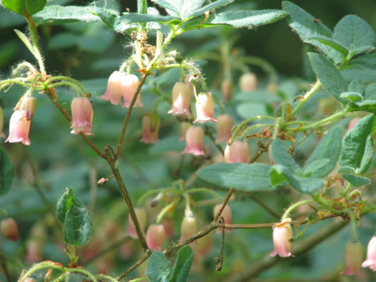 Menziesia (Menziesia)
