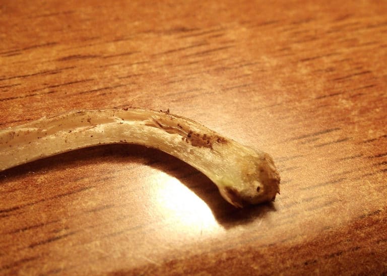 Mercuriale (Mercurialis)