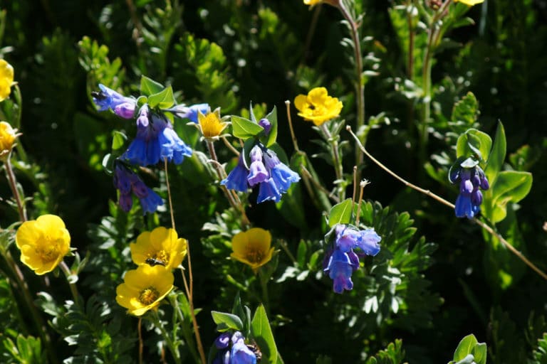 Mertensie (Mertensia)