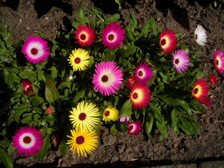 Mesembryanthemum (Mesembryanthemum)