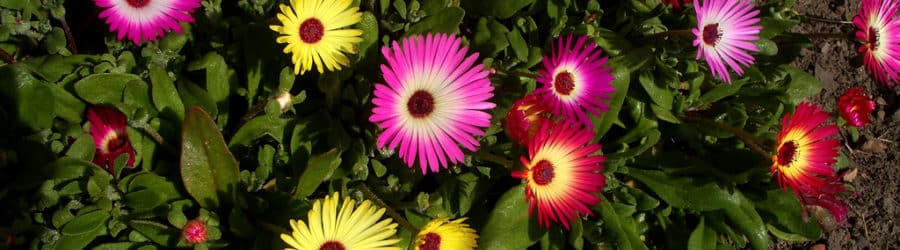 Mesembryanthemum Entretien, Plantation et Culture Conservation Nature