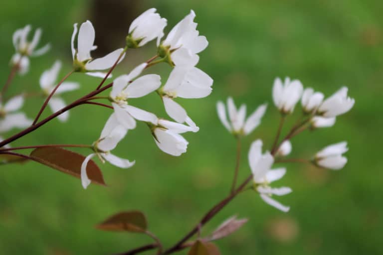 Mespilus (Mespilus)
