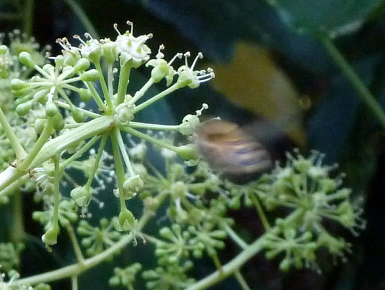 Metapanax (Metapanax)