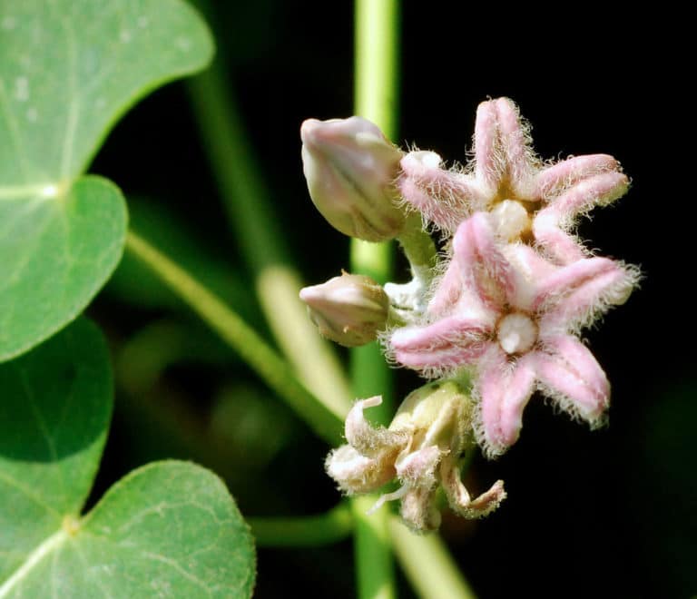 Metaplexis (Metaplexis)