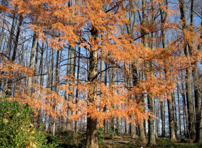Metasequoia (Metasequoia)