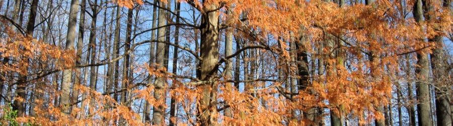 Metasequoia