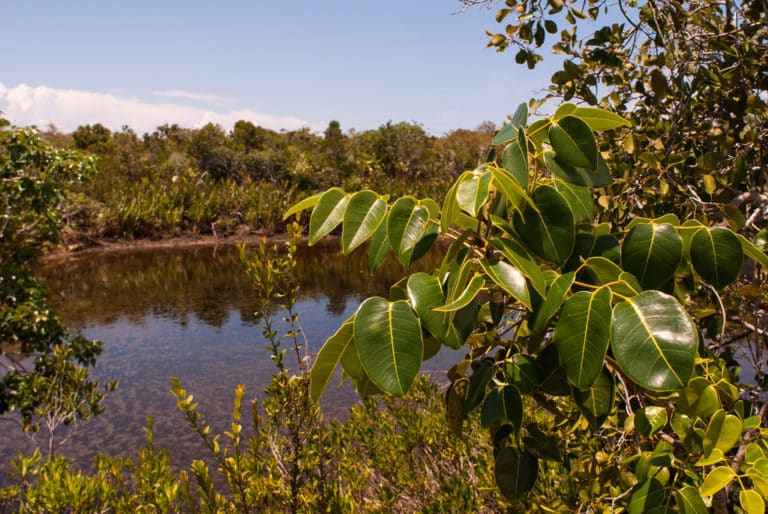 Metopium (Metopium)