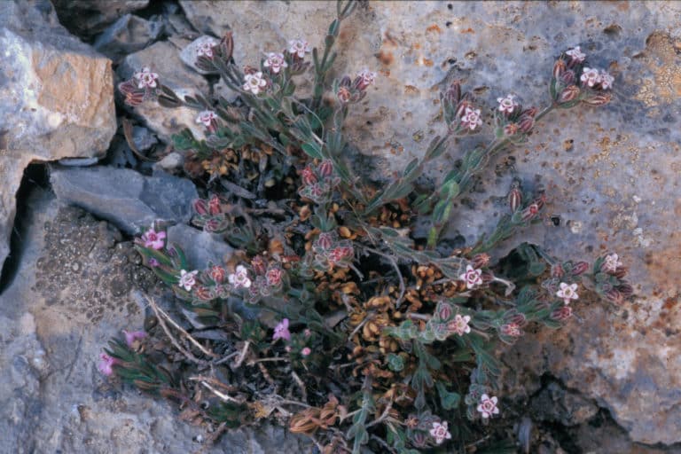 Micromeria (Micromeria)