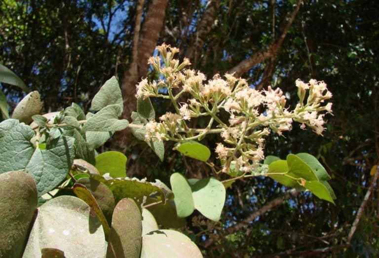 Mikania (Mikania)