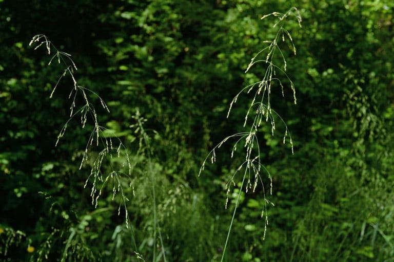 Milium (Milium)