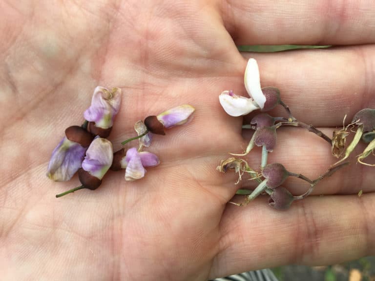 Millettia (Millettia)