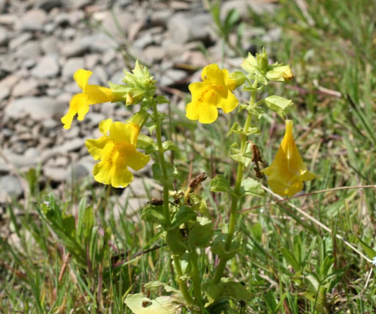 Mimule (Mimulus)