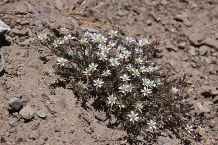 Minuartia (Minuartia)