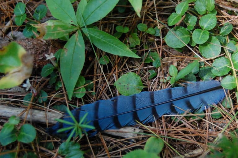 Mitchella (Mitchella)