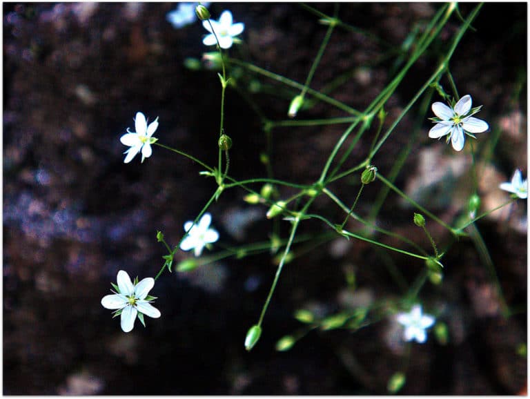 Moehringia (Moehringia)