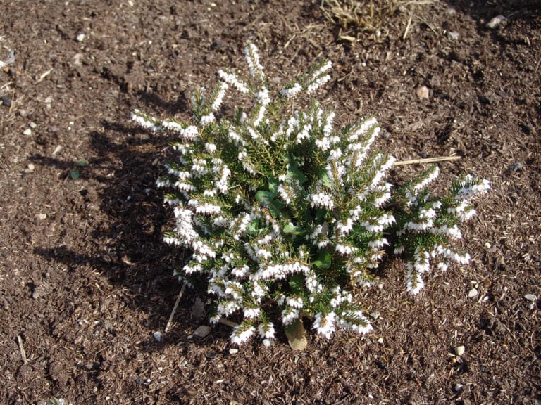 Molinie (Molinia)