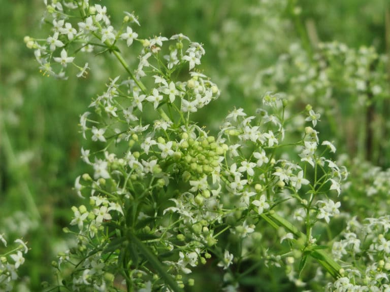 Mollugo (Mollugo)