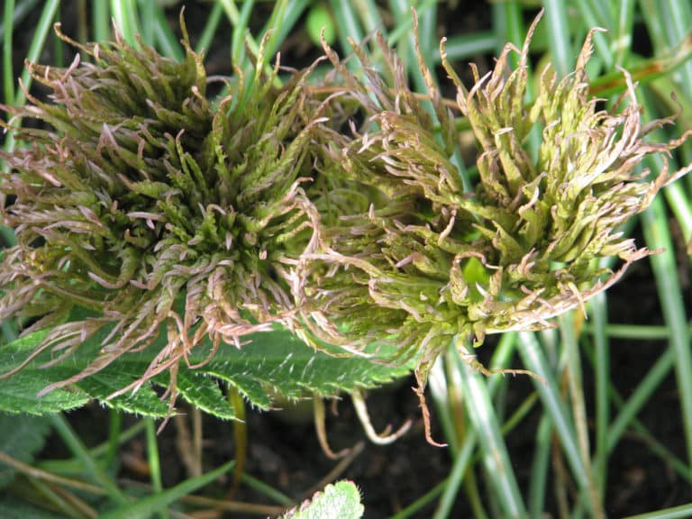Molopospermum (Molopospermum)