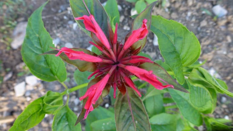 Monarde (Monarda)