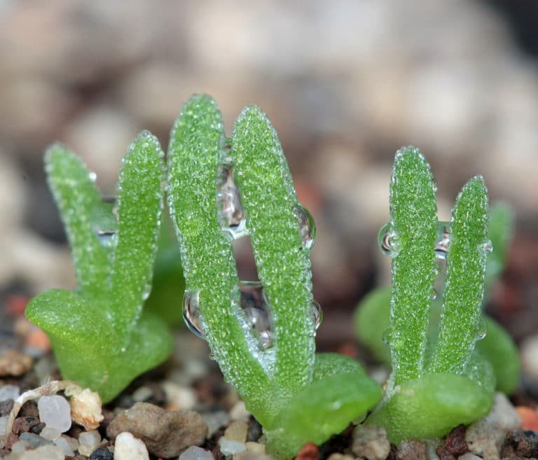 Monilaria (Monilaria)
