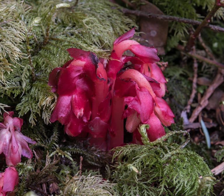 Monotrope (Monotropa)