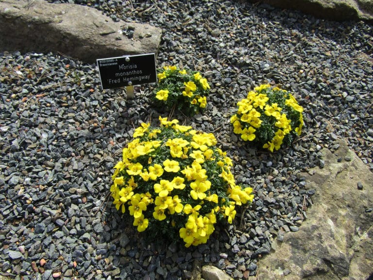 Morisia (Morisia)