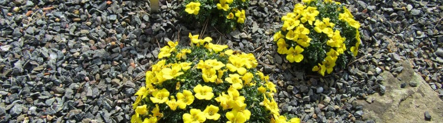 Morisia