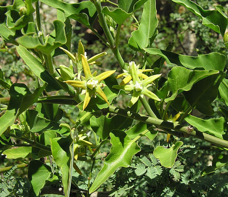 Morrenia (Morrenia)