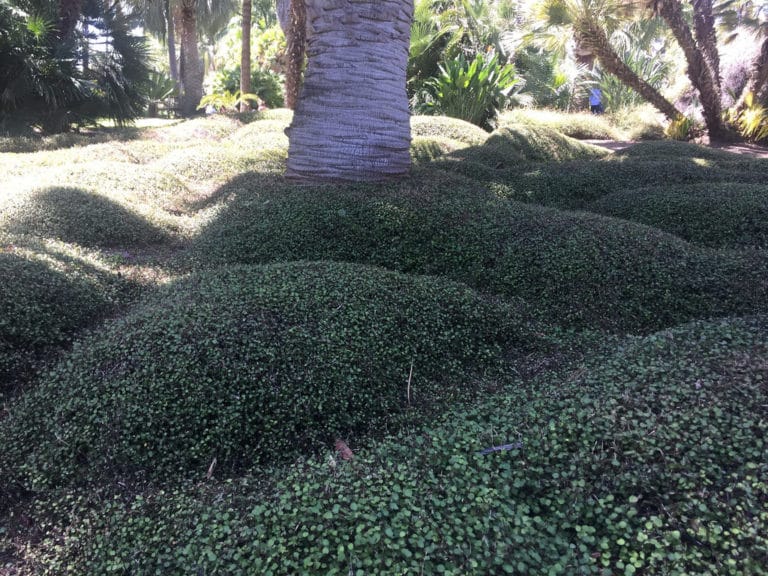 Muehlenbeckia (Muehlenbeckia)